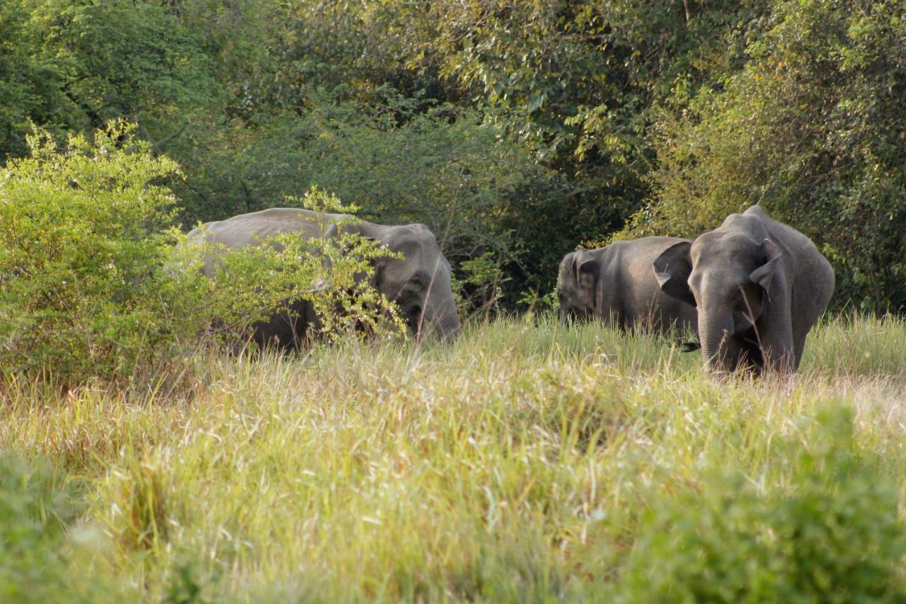 Wasgamu Safari Lodge Wasgamuwa 외부 사진