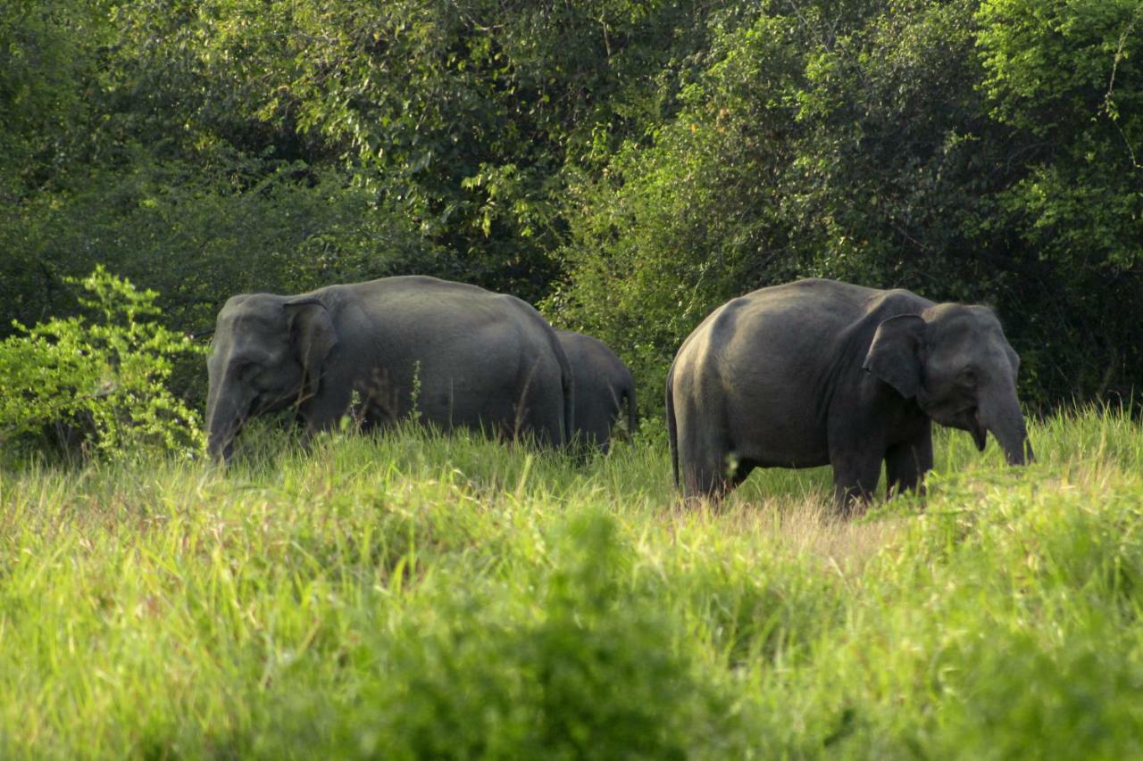 Wasgamu Safari Lodge Wasgamuwa 외부 사진