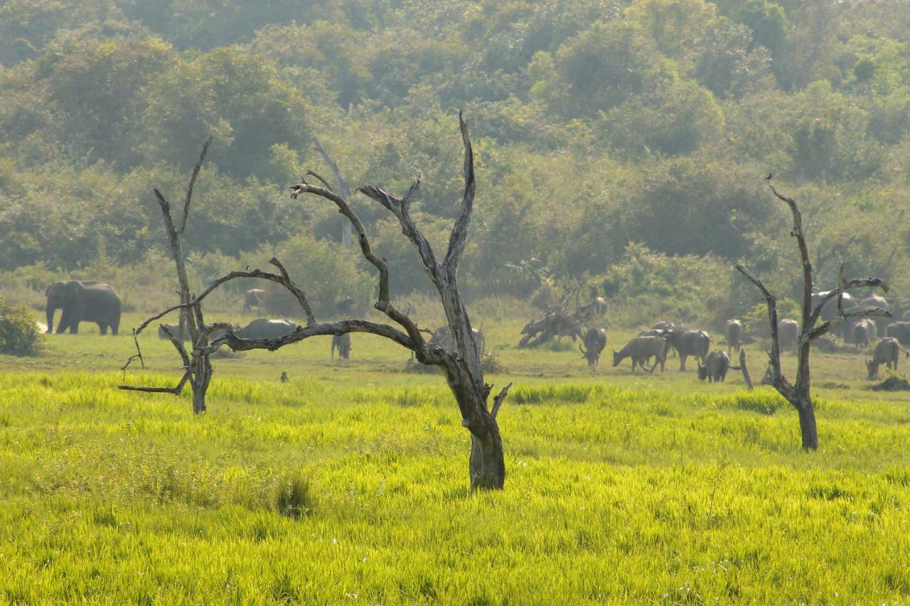 Wasgamu Safari Lodge Wasgamuwa 외부 사진