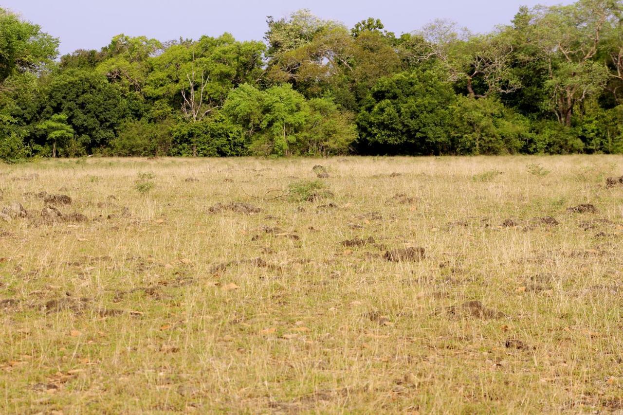 Wasgamu Safari Lodge Wasgamuwa 외부 사진