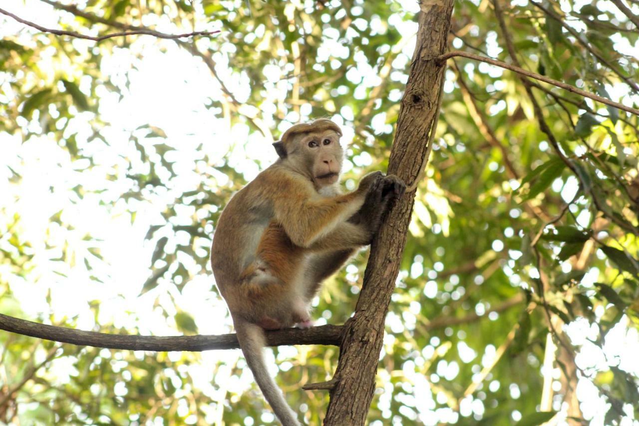 Wasgamu Safari Lodge Wasgamuwa 외부 사진