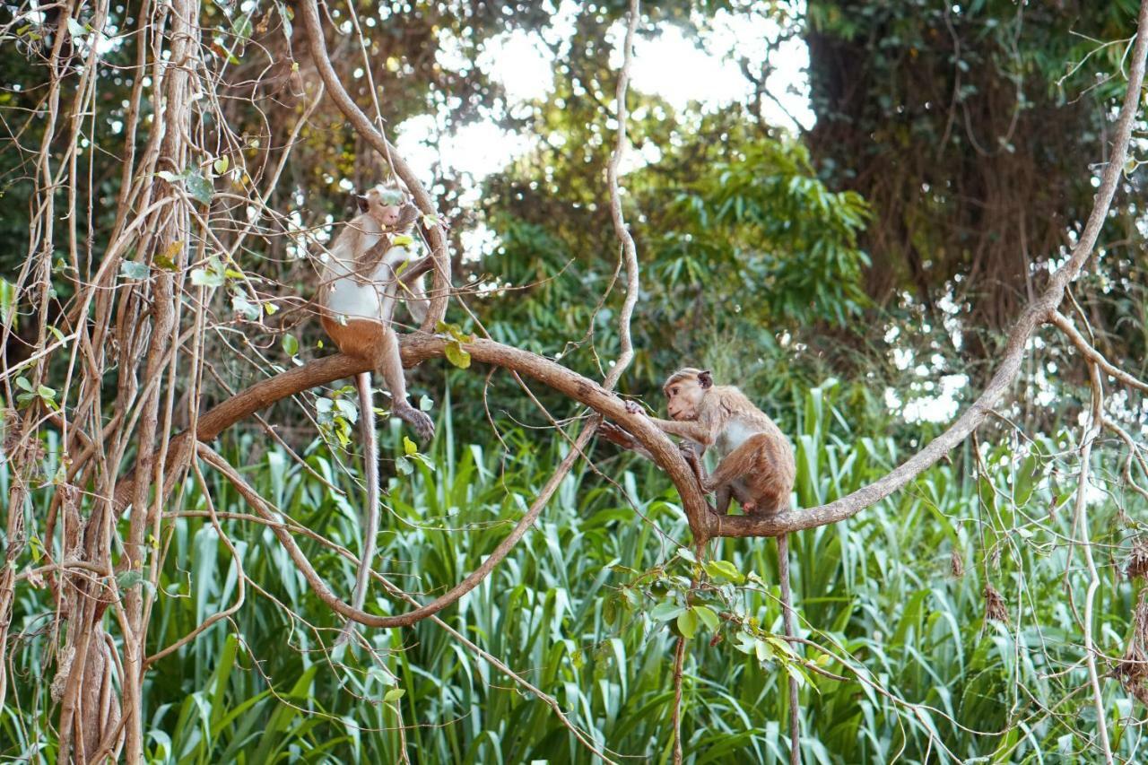 Wasgamu Safari Lodge Wasgamuwa 외부 사진