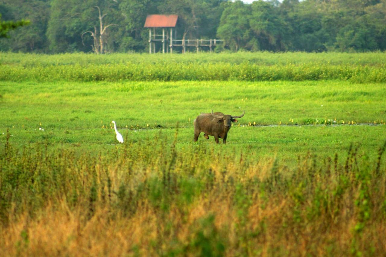 Wasgamu Safari Lodge Wasgamuwa 외부 사진