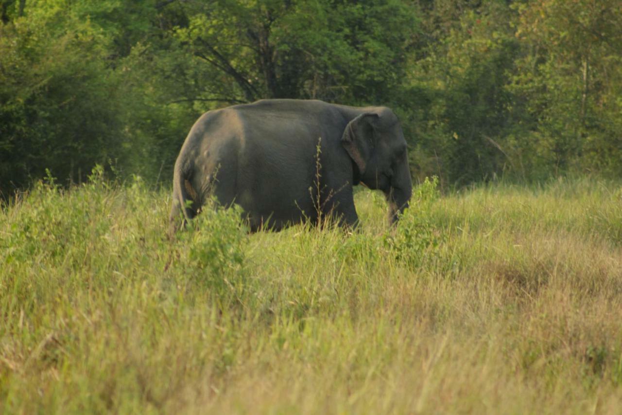 Wasgamu Safari Lodge Wasgamuwa 외부 사진