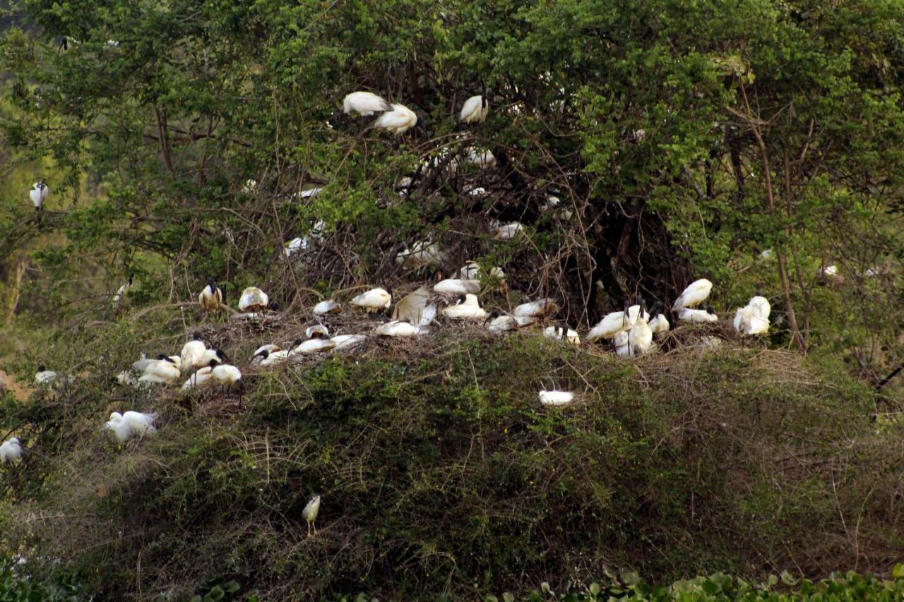 Wasgamu Safari Lodge Wasgamuwa 외부 사진