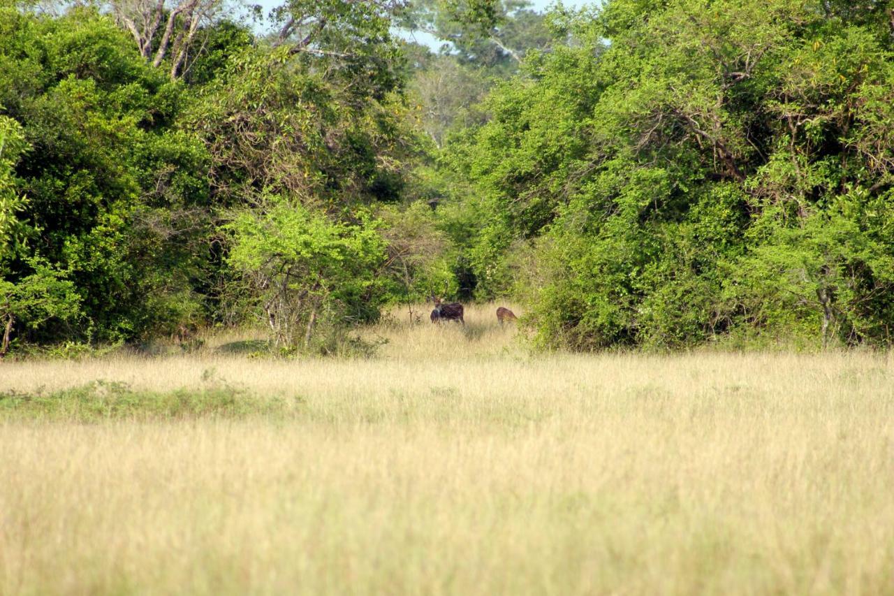 Wasgamu Safari Lodge Wasgamuwa 외부 사진